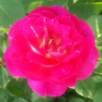 バラ苗アウタザブルー2年大株苗4号鉢