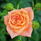 バラ苗ニネッタ2年大株苗4号鉢