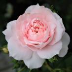 バラ苗ダナムマジー2年大株苗4号鉢