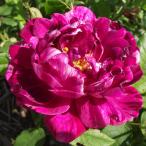 バラ苗コマンダンボールペール2年大...