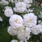 バラ苗シーフォーム2年大株苗4号鉢