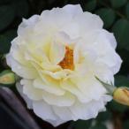 バラ苗ムーンスプライト2年大株苗4号鉢