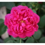 バラ苗ローズドレッシュ2年大株苗4号鉢