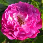 バラ苗ブルーマゼンタ2年大株苗4号鉢