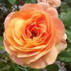 バラ苗ラ・パルマ2年大株苗4号鉢