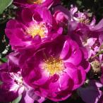 バラ苗インターナショナルヘラルドト...