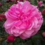 バラ苗カフェファセット2年大株苗4号鉢