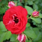 バラ苗ロジージ・ランドドロステイ2...