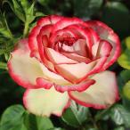 バラ苗 (予約販売) モーリシャス  2年大株苗 4号鉢