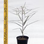  саженец ki-z Land бутылка tree 15cm pot 