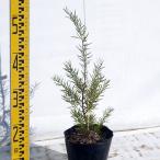  саженец Akashi a* maru сторона toru15cm pot 