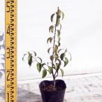  саженец падуб 12cm pot 