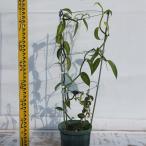  саженец vanilla 18cm горшок с разрезом 