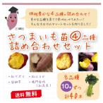 さつまいも苗 詰め合わせセット 10本×4品種 ( 紅アズマ 安納芋 紅はるか 鳴門金時 （紅高系） )