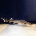 ショッピング比較 チョウザメ 稚魚 / コチョウザメ / 体長20cm (±4cm)｜観賞・研究・養殖向け｜国内発送