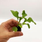 rukola гидропонная культура рассада 1 АО lpili считая . способ тест . особенность! салат . пицца оптимальный . трава овощи 