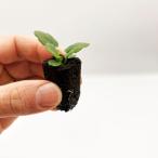 ビオラ水耕栽培苗1株｜小さな花がか...