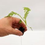 kala пятна zna гидропонная культура рассада 1 АО l автомобиль ki считая . зуб ...! кастрюля . салат . легкий в использовании 