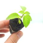 sinamon базилик рассада 1 АО [ гидропонная культура для ]l Spy si-. аромат . очарование. необычный трава 