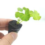 ma low рассада 1 АО [ гидропонная культура для ]l прекрасный фиолетовый. цветок . здоровье эффект. высокий трава, огород тоже легко .....