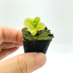  Marsh рассада 1 АО [ гидропонная культура для ]l нежный лист . орехи. подобный способ тест! салат оптимальный . Europe овощи 