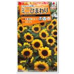 タキイ  ミニひまわり スマイルラッシュ お徳用パック 種 花壇 プランター たね 種子 ガーデニング ミニヒマワリの種