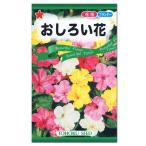トーホク おしろい花 種 Four o'clock 洗澡花 花壇 煮飯花 種子 たね メール便対応