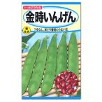 トーホク 金時いんげん 種 家庭菜園 プランター栽培 インゲンのタネ たね 種子 マメ 豆 緑黄色野菜