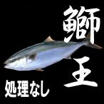 ブランド養殖ぶり　鰤王　丸魚（ラ