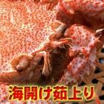 【未冷凍・訳あり】ゆであがり毛がに1kg前後(1から3尾入・北オホーツク産)