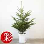 本物のもみの木150cm〜 10号鉢 クリスマスツリー用・モミの木 鉢植え、鉢付き
