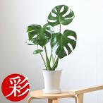 観葉植物 モンステラ 6号鉢 鉢カバ