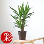 観葉植物本物ユッカ・エレファンティ...