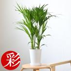 観葉植物本物アレカヤシ6号鉢鉢カバ...