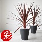 観葉植物 本物 コルジリネ・レッドスター セラアート鉢 ブラックのみ セラート鉢 6号鉢 屋外用 インテリア