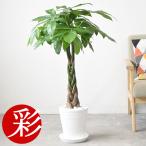 観葉植物 本物 パキラ セラアート鉢 7号鉢 室内用 インテリア おしゃれ 開店祝い お祝い 新築祝い 父の日