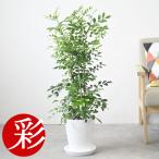 観葉植物 本物 シルクジャスミン ゲッキツ セラアート鉢 7号鉢 室内用 インテリア おしゃれ 開店祝い お祝い 新築祝い 母の日