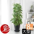 観葉植物 ポトス タワー仕立て セラ