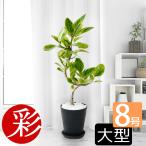 ショッピング観葉植物 観葉植物 フィカス アルテシーマ バリエガタ 曲幹 セラアート鉢 8号鉢 大型 ブラック ホワイト 曲がり樹形 曲がり木 曲がり仕立て 曲がった幹 曲げ 母の日