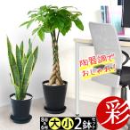 ショッピング観葉植物 観葉植物 2鉢セット 8号鉢＋6号鉢 セラアート鉢 種類 選べる 大型 中型 モンステラ パキラ サンスベリア ドラセナ アレカヤシ ゲッキツ ウンベラータ 母の日