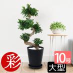 観葉植物 本物 ガジュマル 昇り竜タイプ セラアート鉢 10号鉢 大型 ブラック ホワイト 背が高い 丸い葉