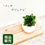 観葉植物 【現品】パンダガジュマル　おしゃれなボール型陶器鉢入り　001136 ミニ観葉 母の日