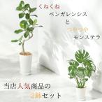 観葉植物 本物  ★2個セット★ ベンガレンシス7号(プラ鉢ロングポット)　モンステラ6号　人気商品セット販売　001452