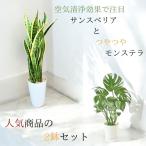 観葉植物 本物  新品　★2個セット★ サンスベリア7号プラ鉢ロングポット　モンステラ6号　人気商品セット販売　001472