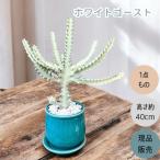 観葉植物  多肉植物　本物 【1点もの】★現品販売★ 新品　ユーフォルビア　 ホワイトゴースト   お洒落な陶器鉢入り　001482