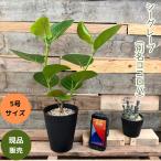 観葉植物本物おススメ！シーグレープ...