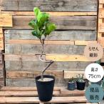 ショッピング観葉植物 観葉植物 本物 【現品】 クネクネ　フィカス・リラータ・バンビーノ　新品　001638