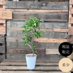 �ϗt�A�� �{�� �y���i�z ���点����`���@�B�ꖳ��@�t�B�J�X�@�t�@�O���G�A�@�x���e�I�A�i�@�V�i�@�@001727