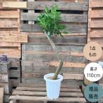 観葉植物本物唯一無二の樹形ガジュマ...
