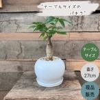 観葉植物 本物 【現品】かわいいパキラおしゃれなホワイトボウルポット陶器鉢入り　001772 ミニ観葉
